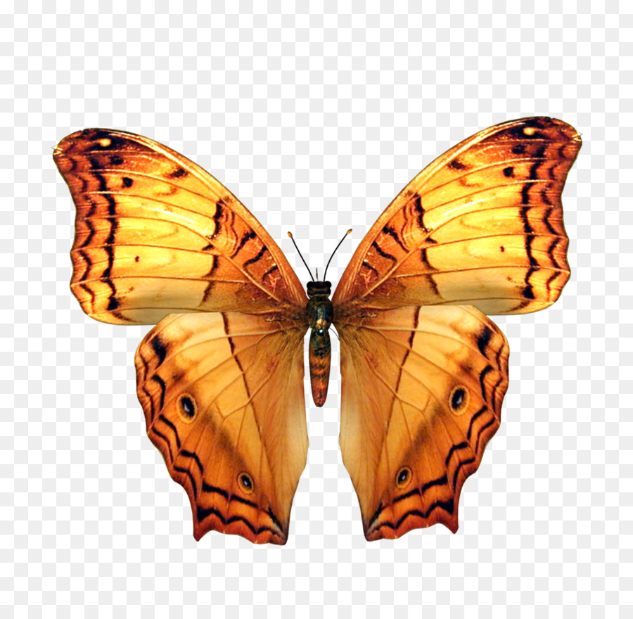 La fotografia di Farfalle e falene modello di colori RGB - farfalla elementi