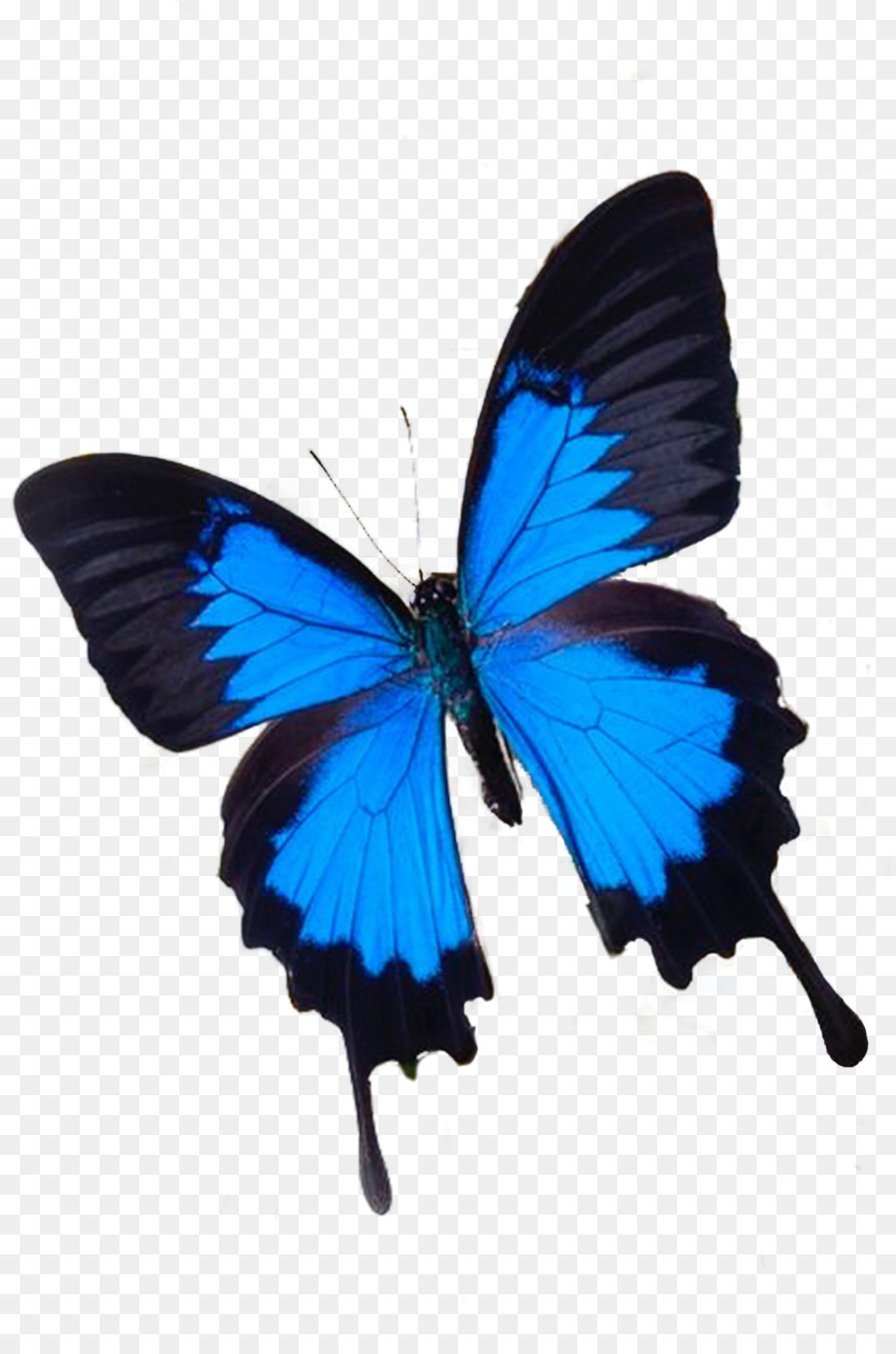 Schmetterling Blau-Weiße Blume, Fotografie - Schmetterling