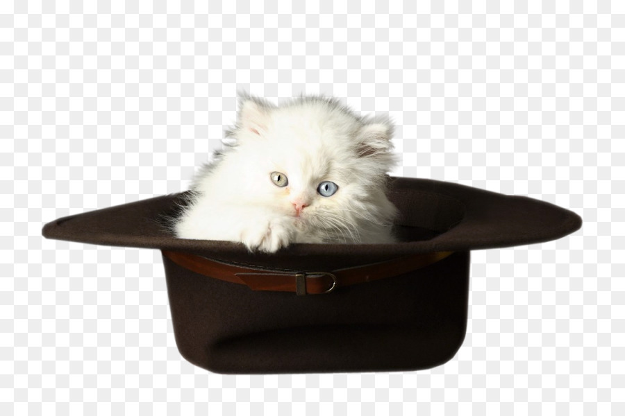 Kätzchen Katze - Katze im Hut
