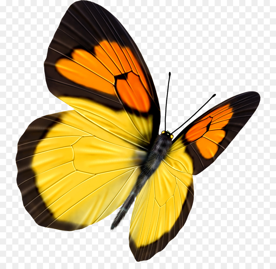 Farfalla Trasparenza e traslucenza - carino farfalla