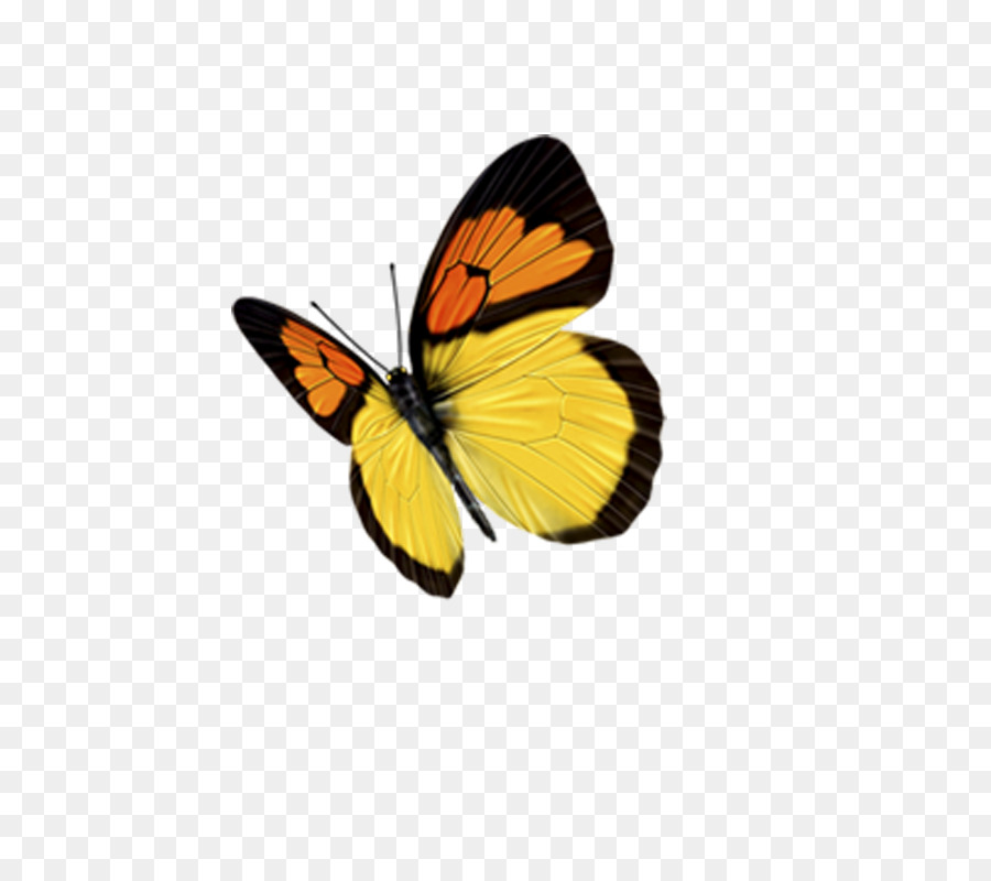 Monarch-Schmetterling zu Vermeiden, Pieridae - Schmetterling