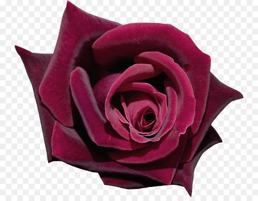 Le rose da giardino Metraggio ai Petali di Fiori - Rose Rosse