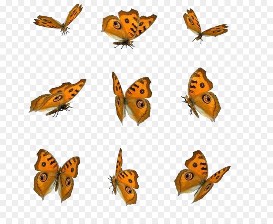 Schmetterling Symbol - Schmetterling