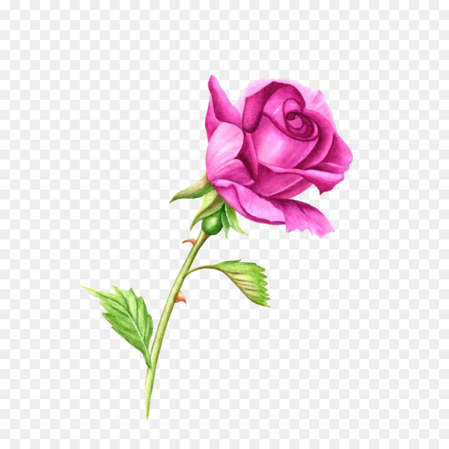 Rose Pflanze-Stiel Rosa Aquarell Clip-art - rosa Rosen
