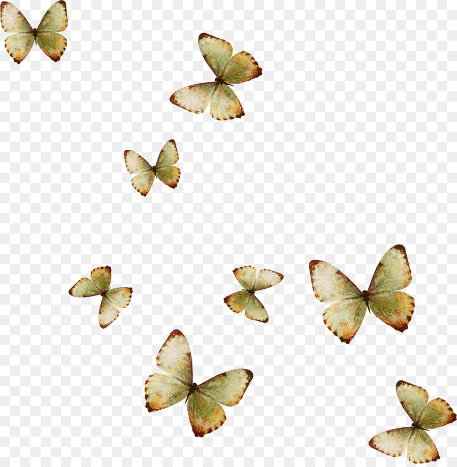 Farfalla Dismorphia crisia Fiori di carta da Parati - farfalla gialla