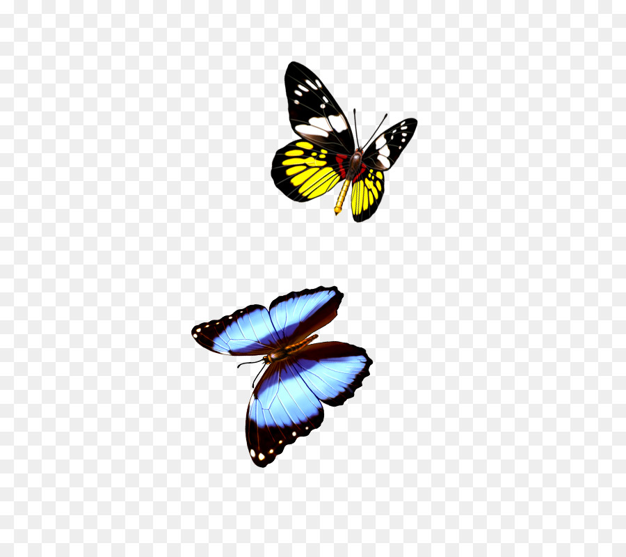 Monarch Schmetterling - Schmetterling