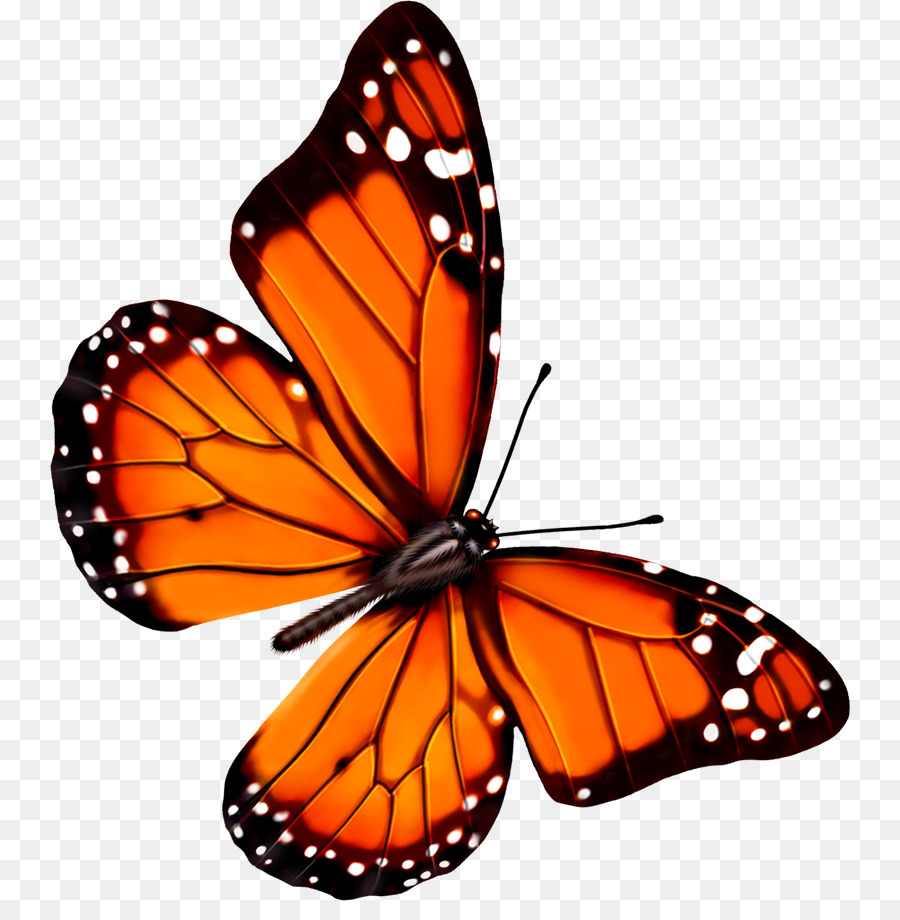 Butterfly Transparenz und Transluzenz Symbol - Niedlichen Schmetterling