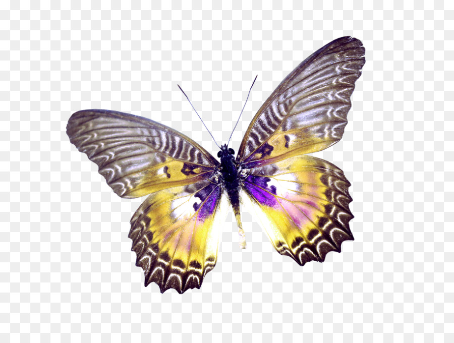 Schmetterling clip art - schöner Schmetterling