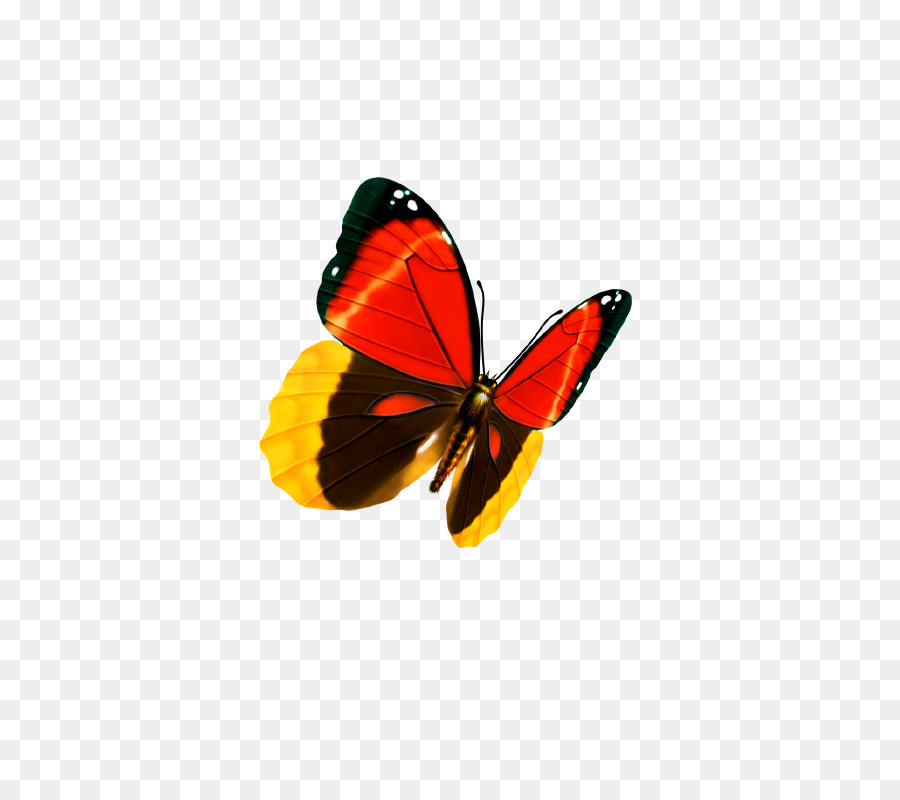 Butterfly Graphic design Visitenkarten - Schmetterling