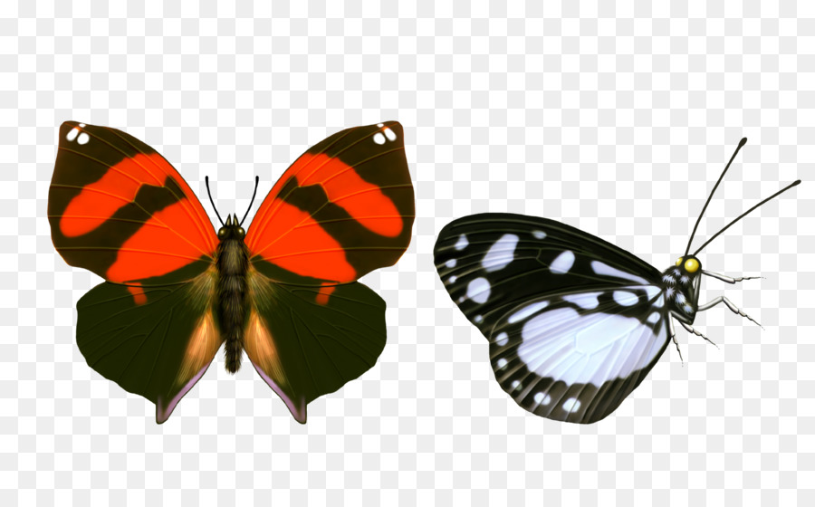 farfalla - farfalla in primo piano