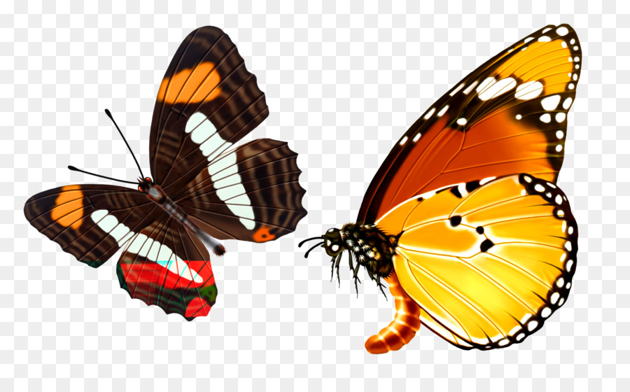 Farfalla di grafica Raster - farfalla nera