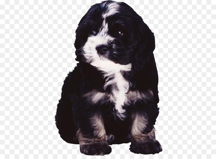 Barboncino Cucciolo Bulldog Cane di razza - cane nero