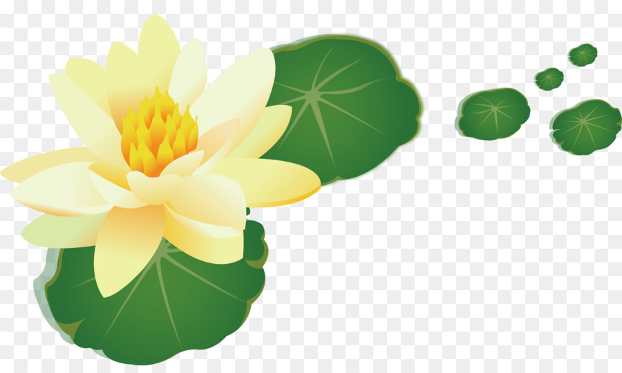 Nelumbo nucifera Gelb Blatt - Gelbe lotus lotus