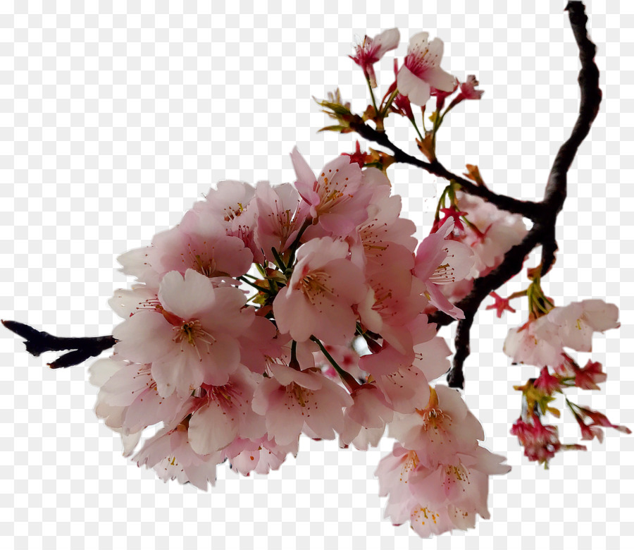 Cerasus Fiore di ciliegio - Sempre fiori di ciliegio