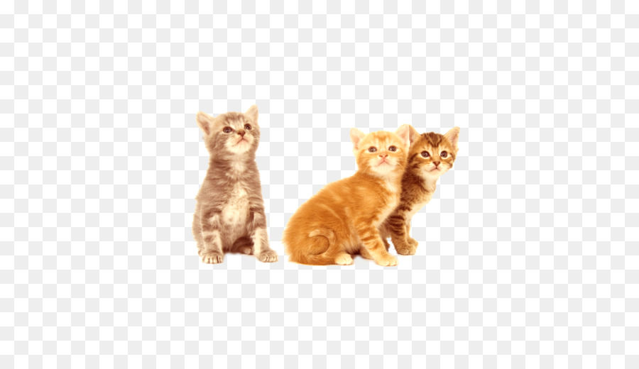 Siamesische Katze Hund Kätzchen ölgemälde - Gratis cute cat ziehen material