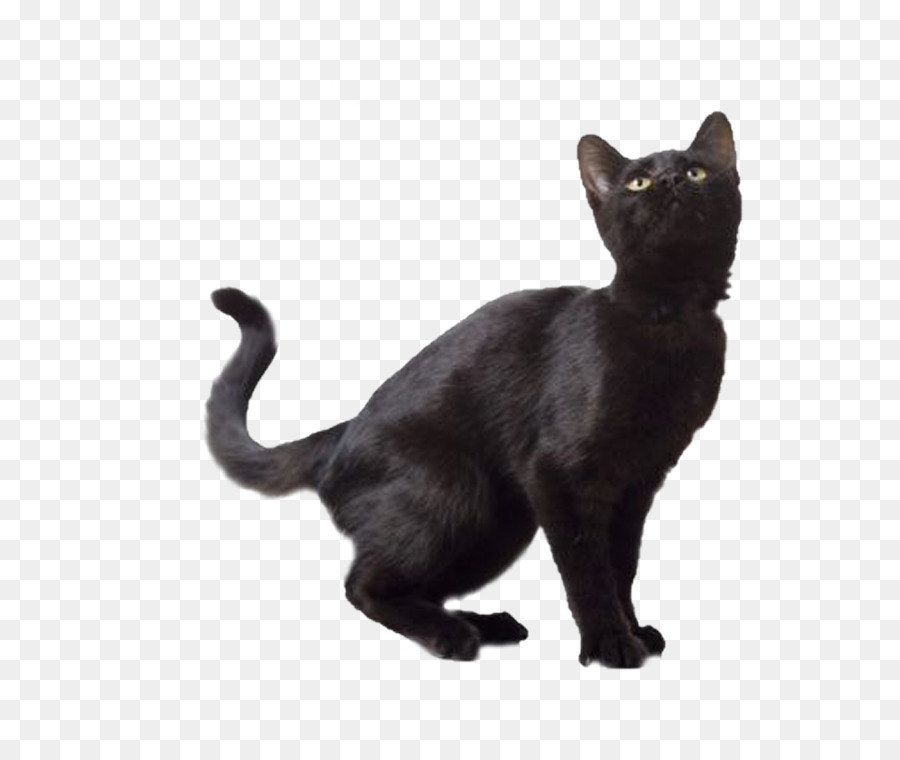 Gatto norvegese della Foresta Gattino gatto Nero - gatto bombay
