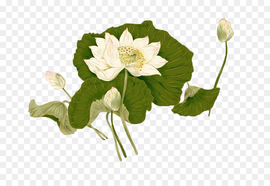 Nelumbo nucifera Fiore Inchiostro lavare pittura - Dipinto a mano lotus
