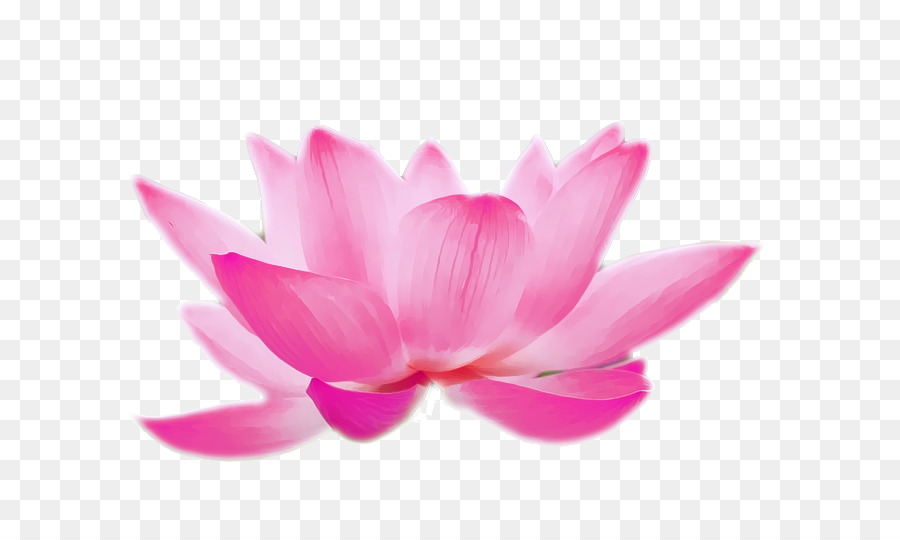 Nelumbo nucifera-Aquarell Clip-art - Rosa und erfrischende lotus Dekoration Muster