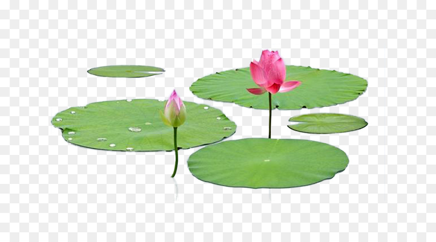 Nelumbo nucifera Leaf Lotus Effekt - Lotus-Blatt, lotus-Blatt-Fotomaterial