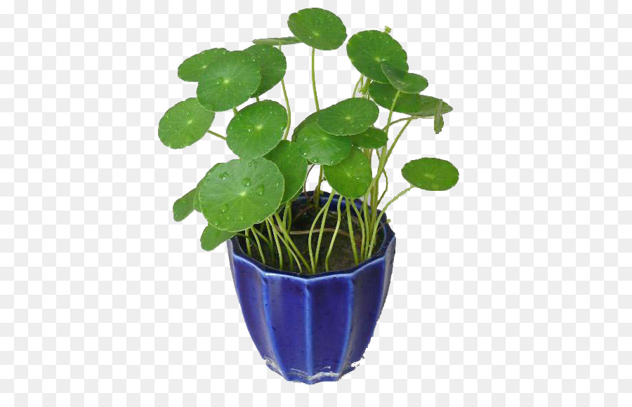 Hydrocotyle vulgaris, pianta Acquatica Centella asiatica, pianta Erbacea - Monete erba di tirare creative design decorativo Gratis