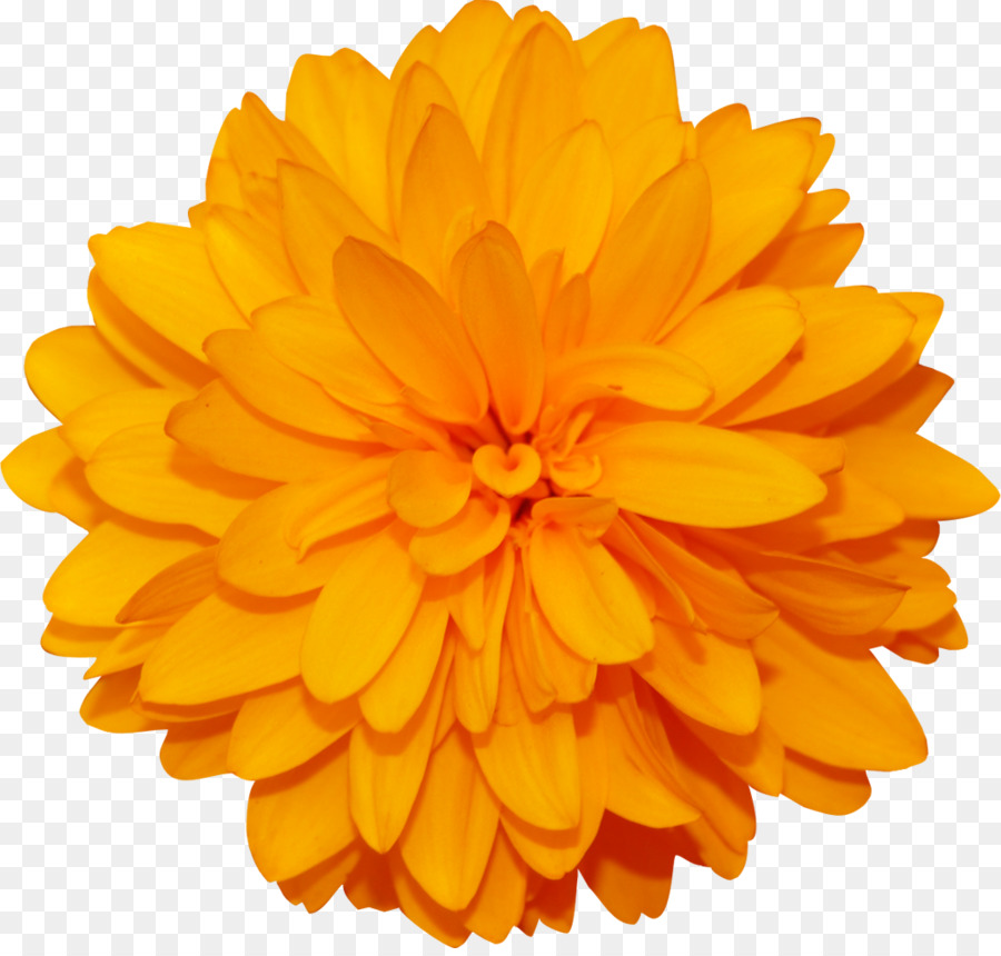 Cánh Hoa Giấy Hoạ  Hình ảnh của những bông hoa đẹp và hoa mẫu png tải về   Miễn phí trong suốt Chrysanths png Tải về