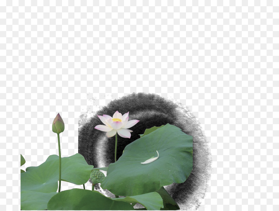 Blatt, Blütenblatt - Tinte lotus lotus