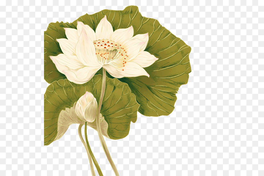 Fiore costituzionale e gli effetti della malattia di sopra-renale capsule di Download del Software - Dipinto a mano lotus FIG.