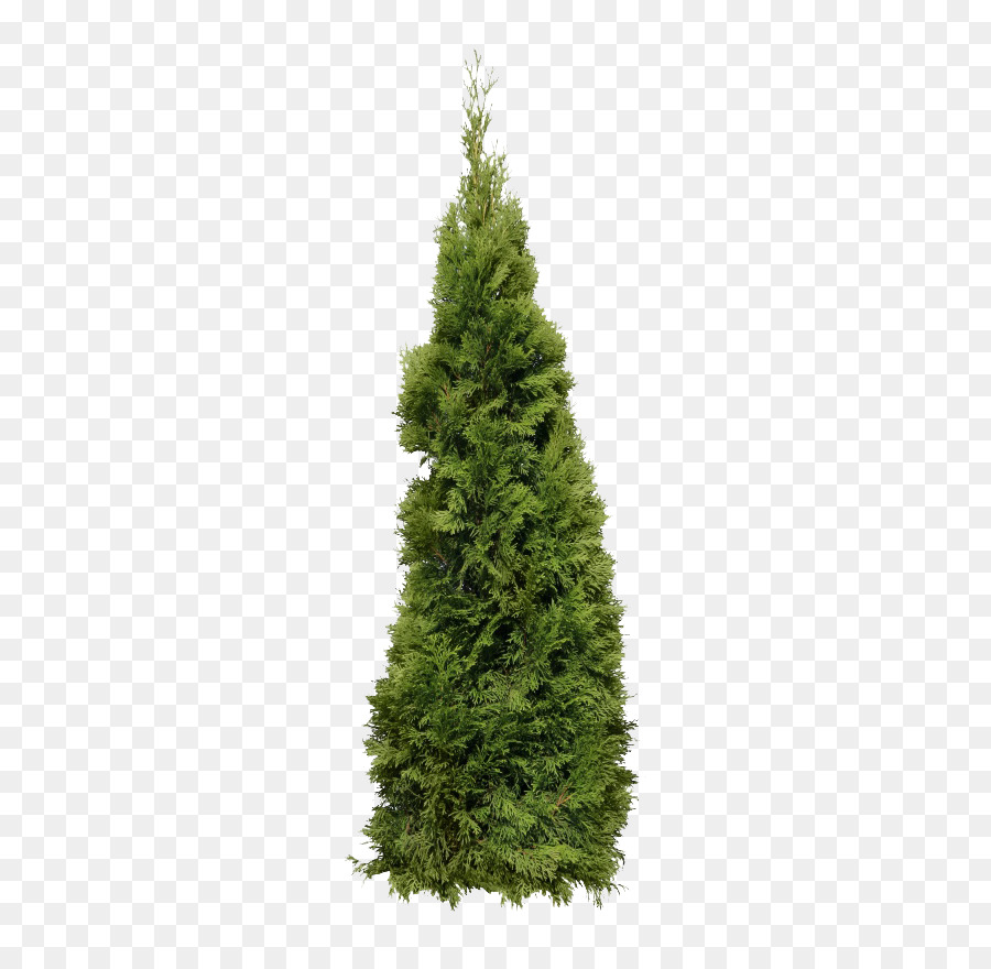 Cây thông - Một cây thông Giáng sinh