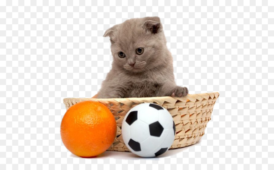Gatto Gattino Cucciolo Di Cane - Gatto modello di gioco PNG materiale