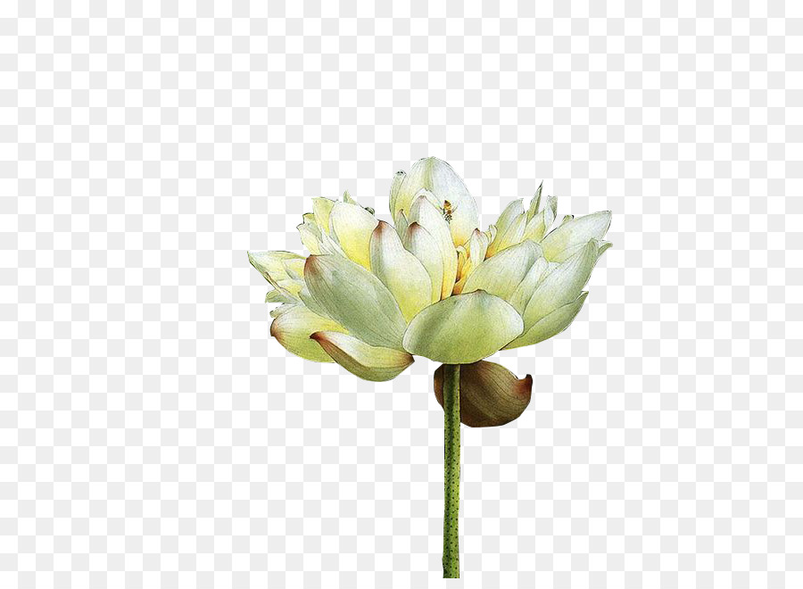 Akku Ladegerät - weißer lotus