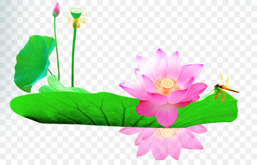 Lá Tải tập tin Máy tính - Lotus lá lotus