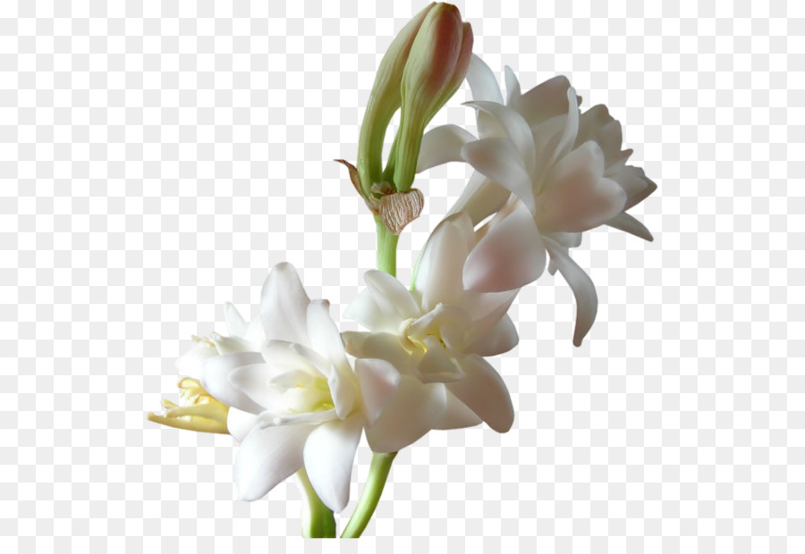 Nước hoa Tinh dầu Scentsy Hoa Huệ - Tay sơn hoa trang trí hình ảnh véc tơ liệu