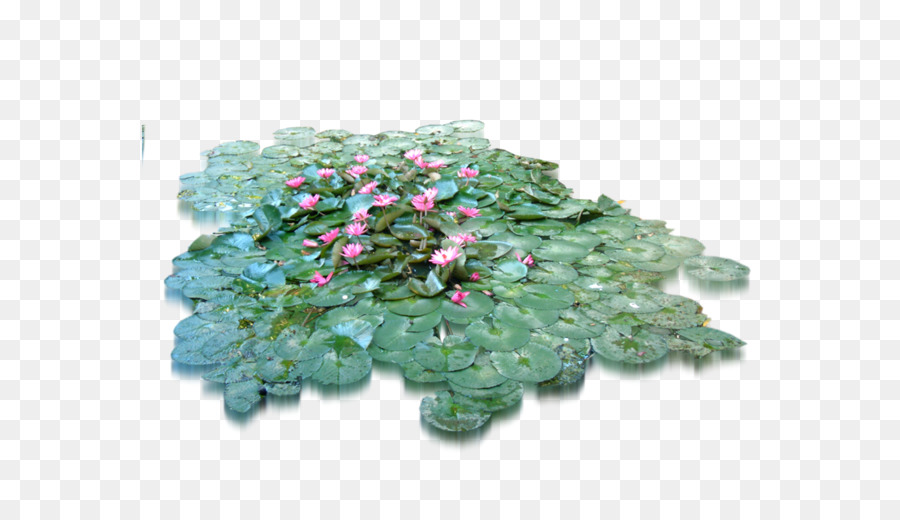 Fiore Albero Erba - foglia di loto
