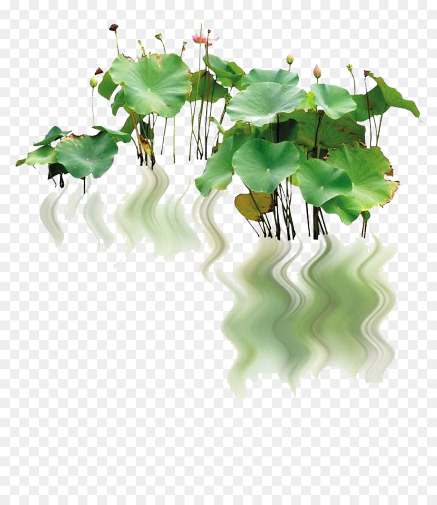 Nelumbo nucifera Paesaggio Pigmeo giglio di acqua - Creative riflessione sul fiume lotus immagine