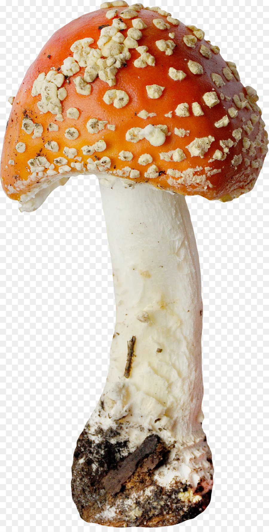 Commestibile, fungo, Fungo Agarico - Bella arancione funghi