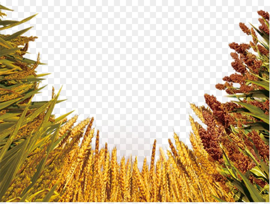 Raccolto Di Grano D'Orzo Cinque Grani - Raccolto di grano immagine