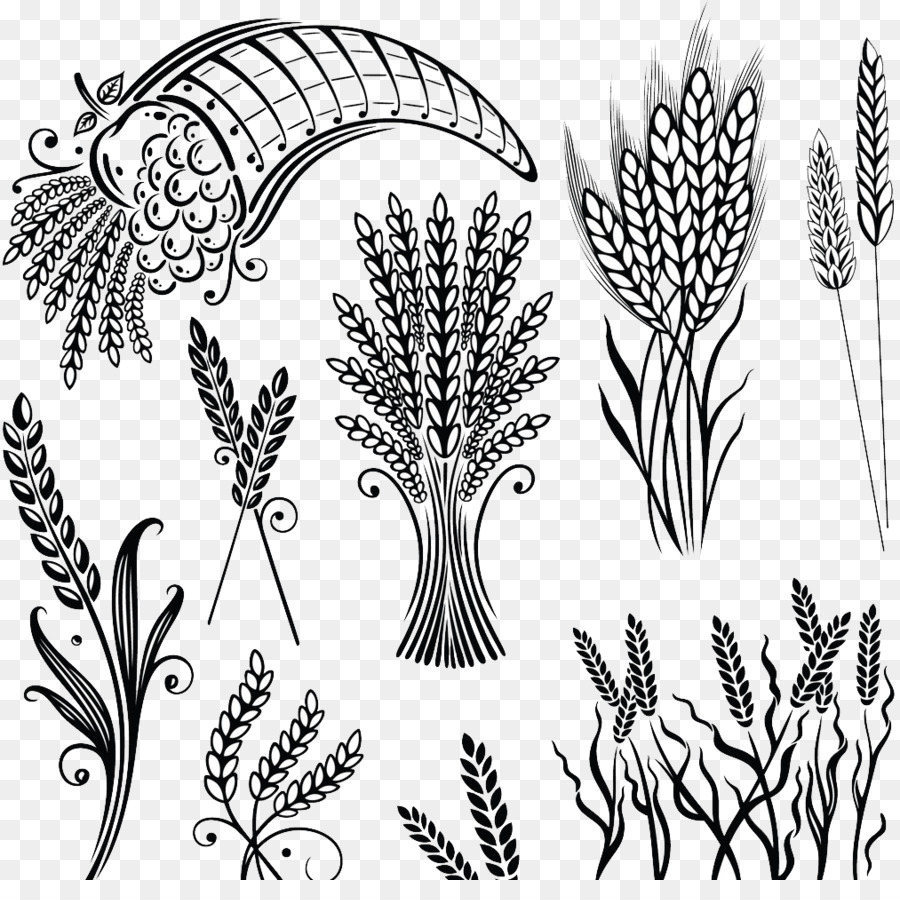 Cereali, Frumento, Illustrazione - dipinto a mano del grano