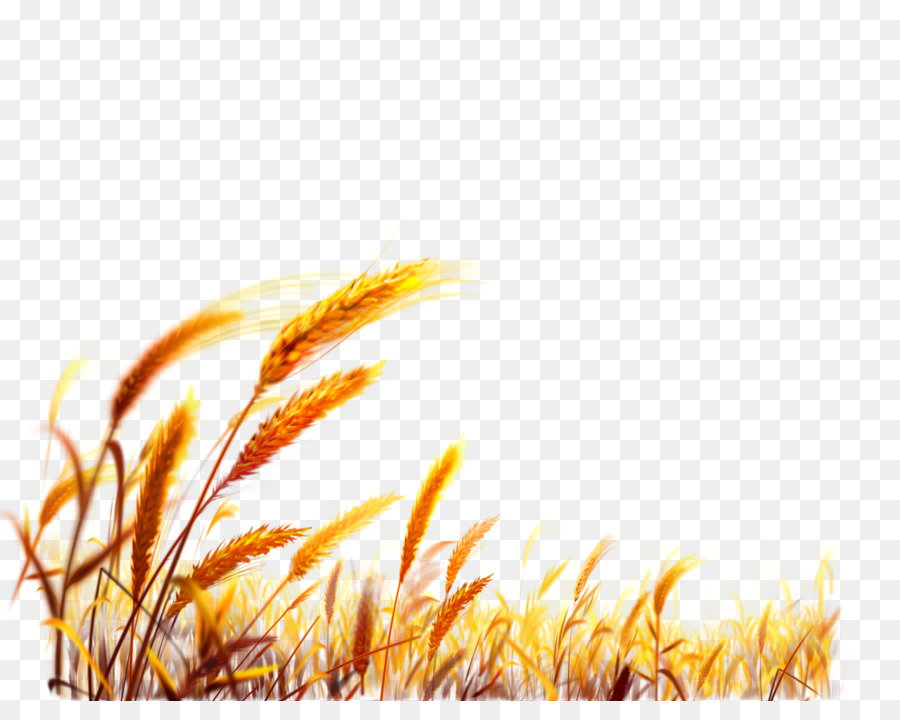 Grano Sfondo Per Il Desktop Del Raccolto - Cinese di grano