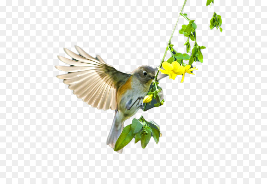 Vogel-Schnabel Flug - - Schöne Vögel Fliegen