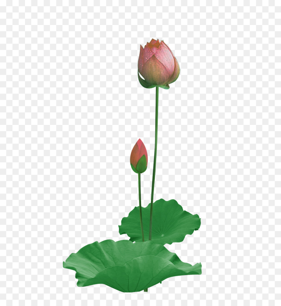 Giấy Thực nucifera Lotus có hiệu lực - Chưa mở hoa sen và hoa sen lá