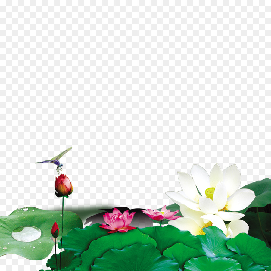 Nell'Emisfero nord Xiazhi termine Solare del solstizio d'Estate, Qiufen - Bellissima lotus materiale