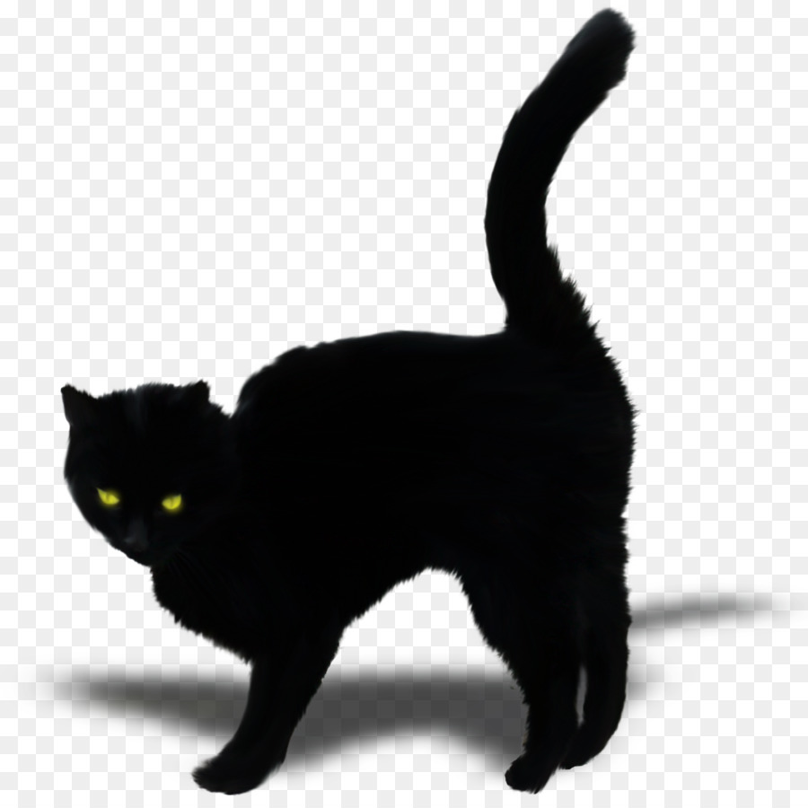 Bombay-Katze-Schwarz cat Kitten Inländische kurzhaarige Katze Schnurrhaare - schwarze Katze