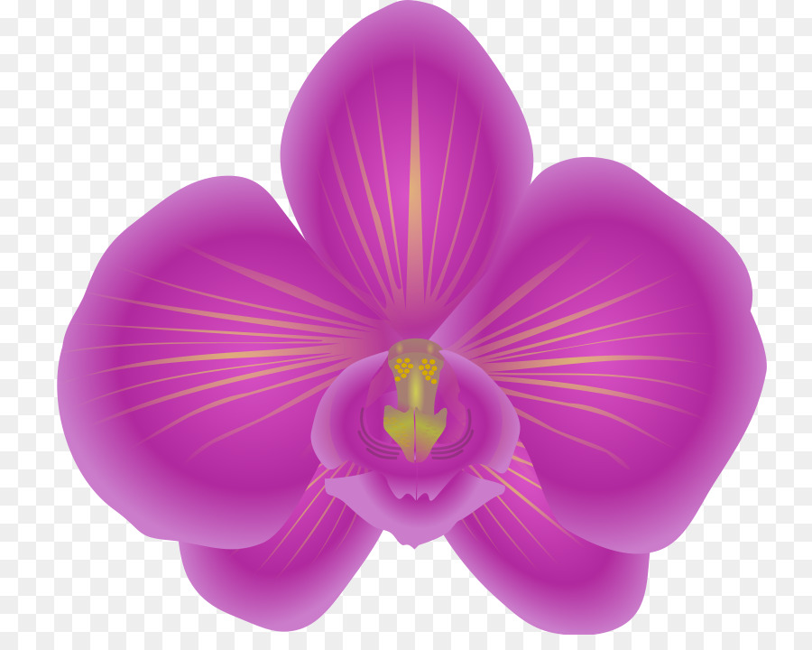 Orchidee Free Clip art - orchidea clipart