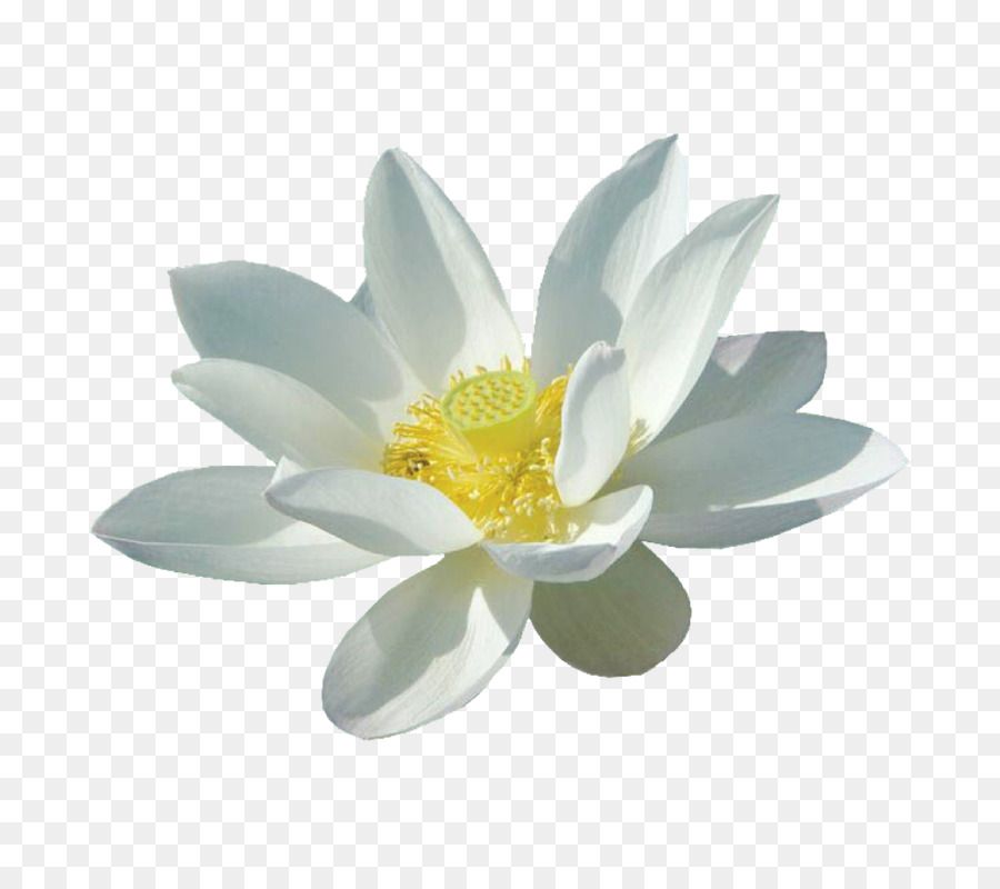 Nelumbo nucifera Fiore Bianco - Tridimensionale in fiore loto bianco