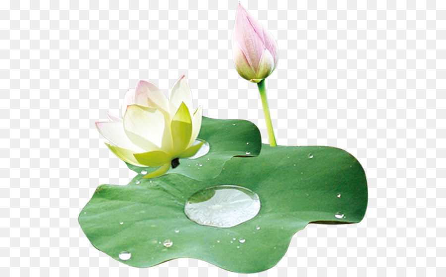 Nelumbo nucifera Foglia di Loto effetto Cibo - Lotus Lotus leaf materiale PNG FIG.