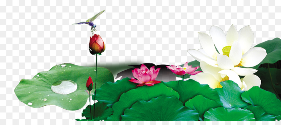 Trung quốc Xiazhi Thực nucifera - Lotus xanh lá sen