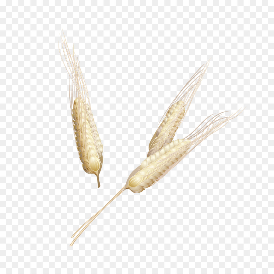Weizen, Mais, Oryza sativa Grauds - Drei Weizen spike