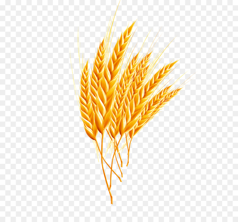 Wheat Cartoon