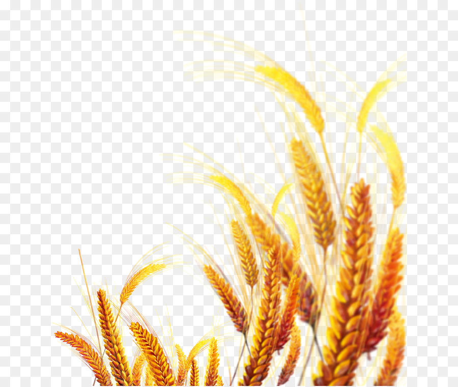 Emmer Vàng - Sáng tạo lúa mì, màu vàng