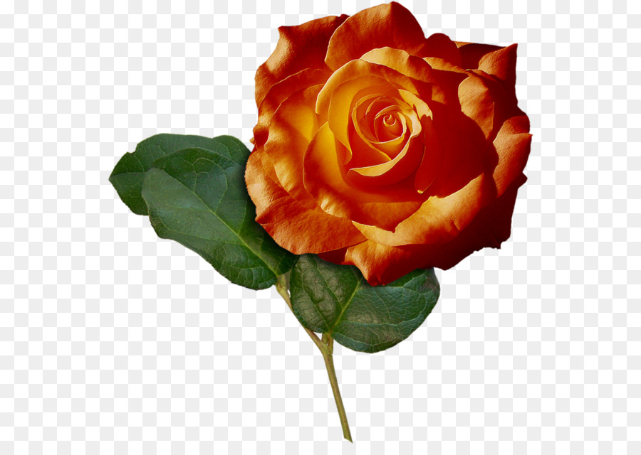 Ipomoea nil Vườn Hoa hồng màu Xanh lá cây - Orange-hoa đỏ mô hình trang trí